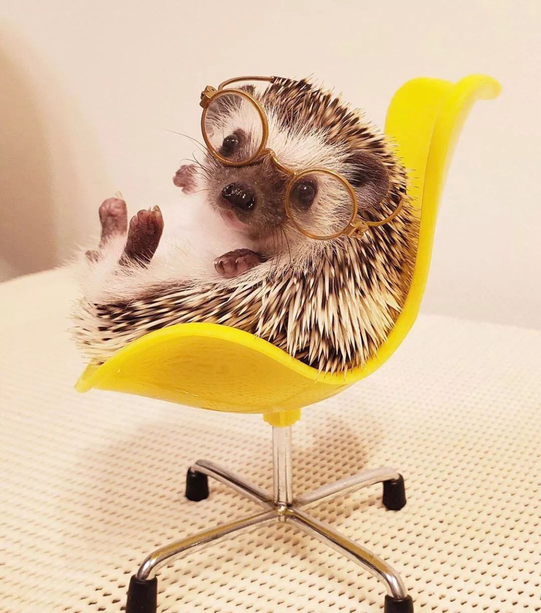 养一只戏精宠物是什么体验,养了一只小狐狸是什么体验