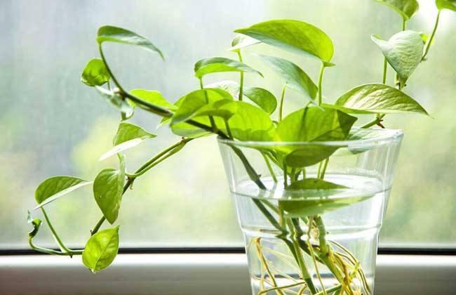 绿萝一年四季都常绿的原因,绿萝四季常绿是什么意思