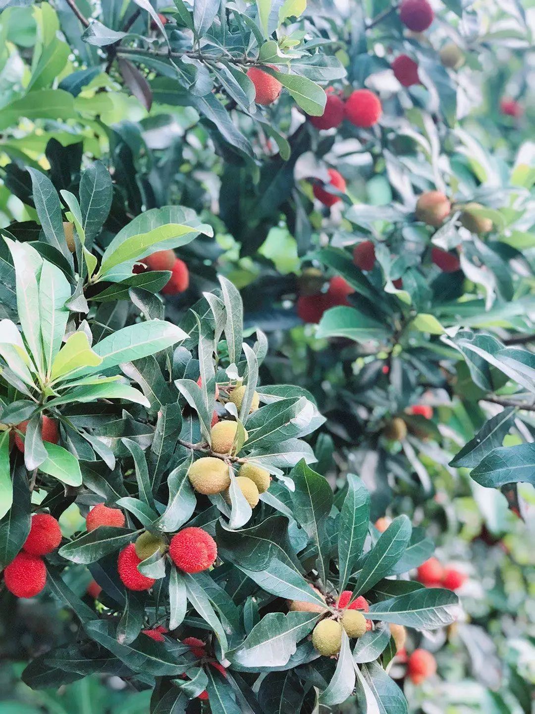 国家地理标志产品仙居杨梅,杨梅地理