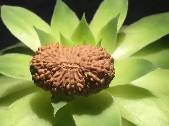 金刚菩提子纹路里面有小孔正常吗,金刚菩提啥样的纹路才是顶级的