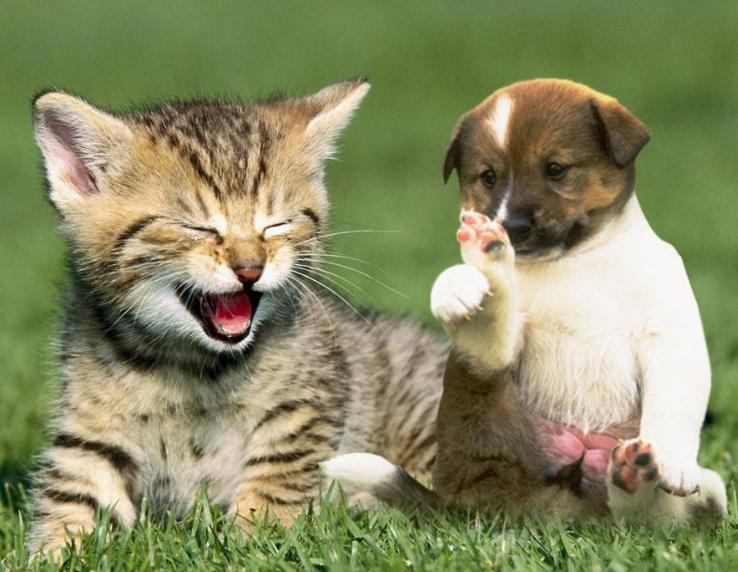 布偶猫夏天掉毛严重怎么办,夏天猫掉毛很厉害怎么办