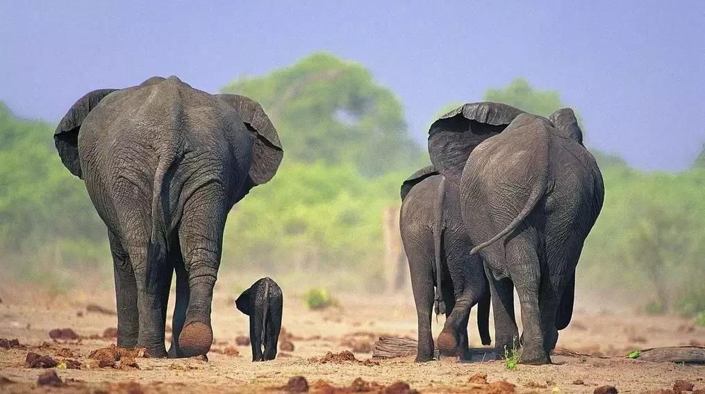 小飞象真实事件,小飞象的真实故事