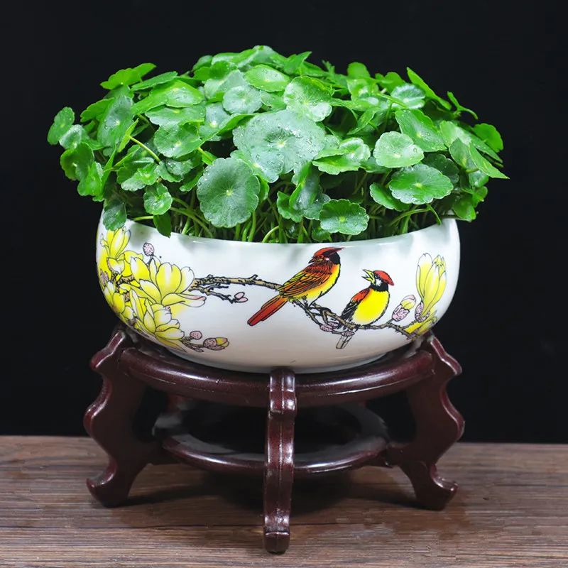 铜钱草叶子黄水培方法,铜钱草叶子黄怎么管理