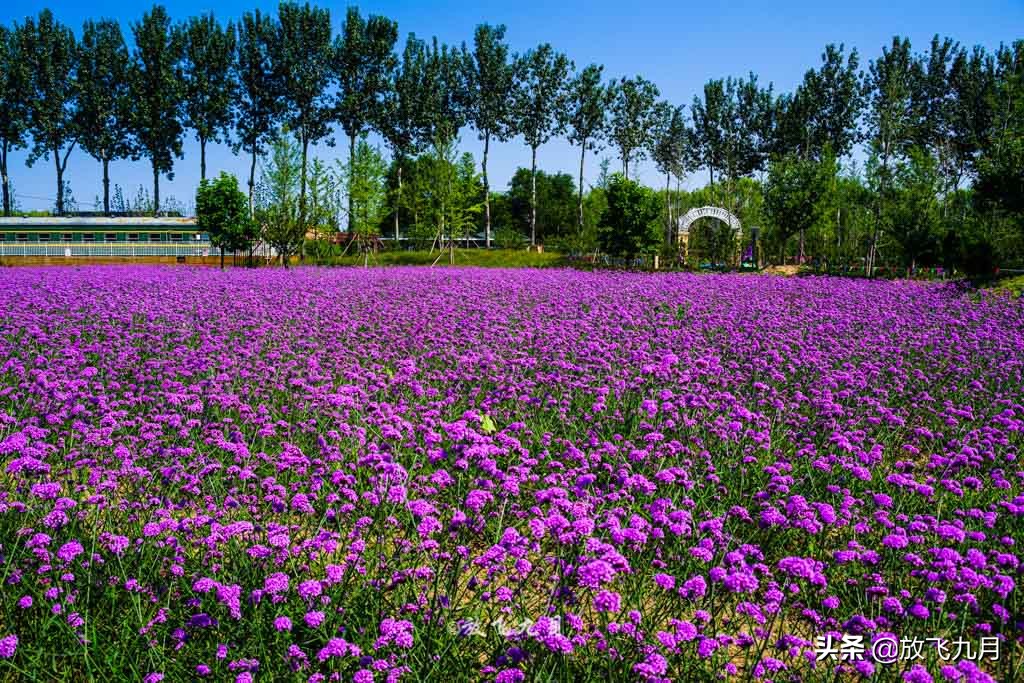 北京哪里有薰衣草花海景点,北京附近的六环外薰衣草花海