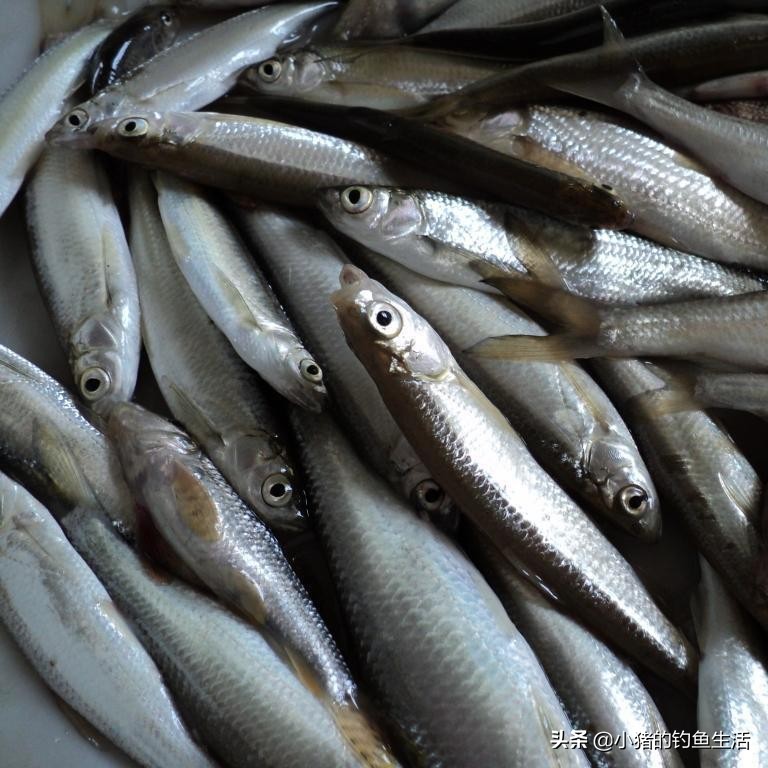 夏天野钓不到鱼,夏天钓不到大板鲫