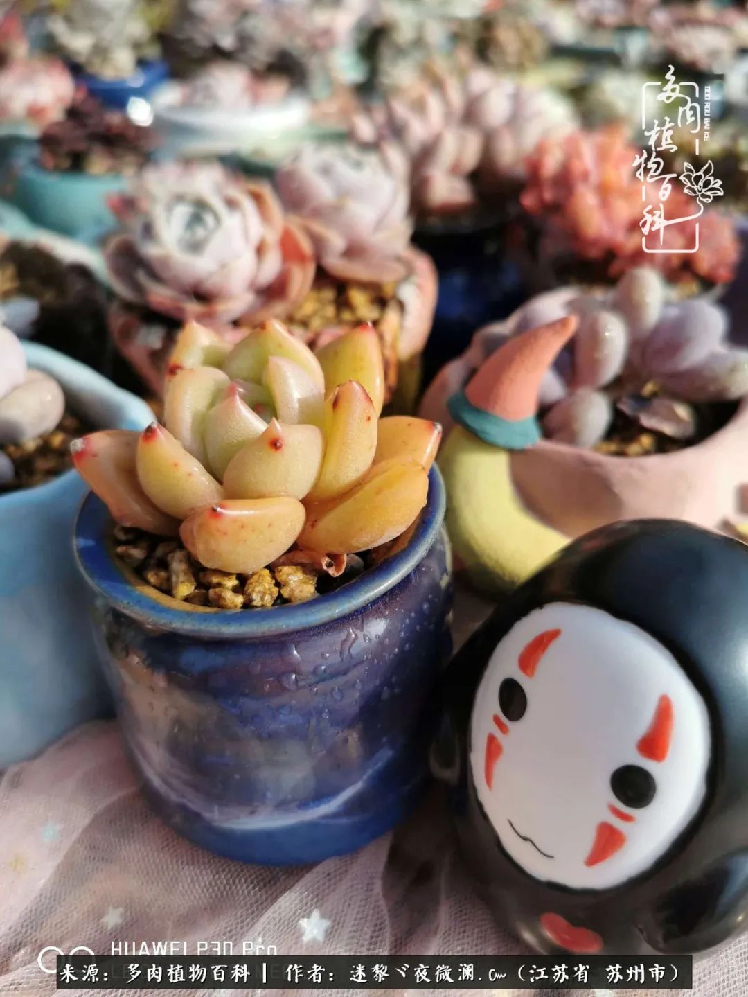 围观多肉版武林大会，一起穿越吧,下