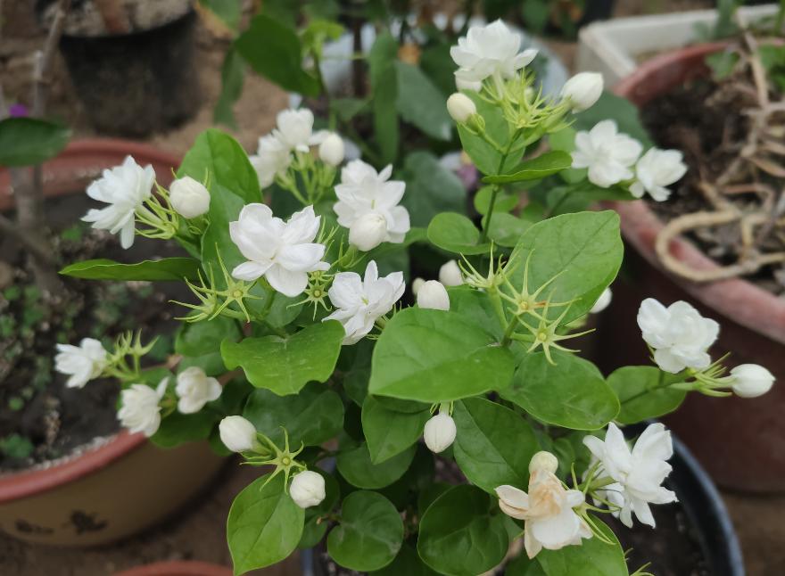 扦插花的快速生根法,哪些花卉可以用扦插的方法插活