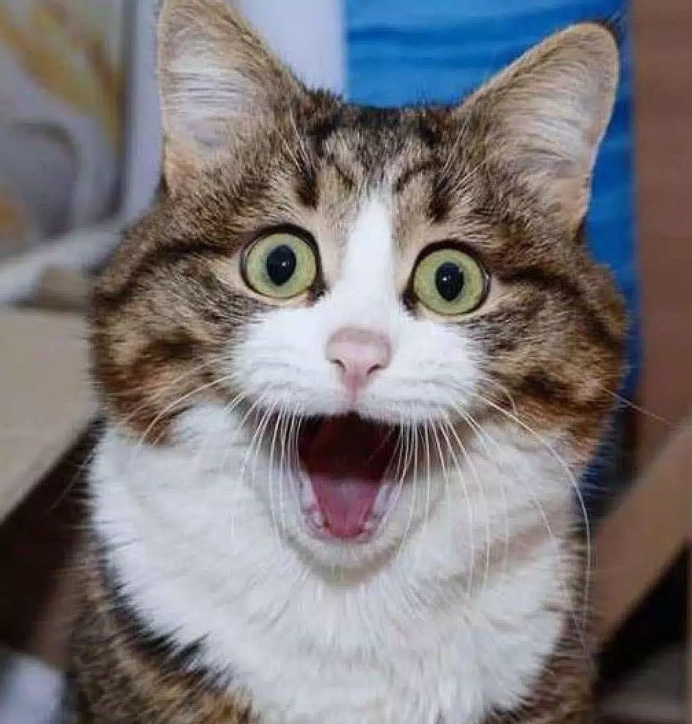 猫咪最不可以碰的地方是哪里,猫咪最不能碰的几个地方