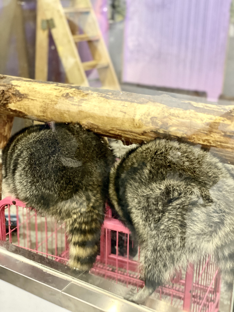 撸动物的网红店顺德,撸小动物的网红店北京世纪金源