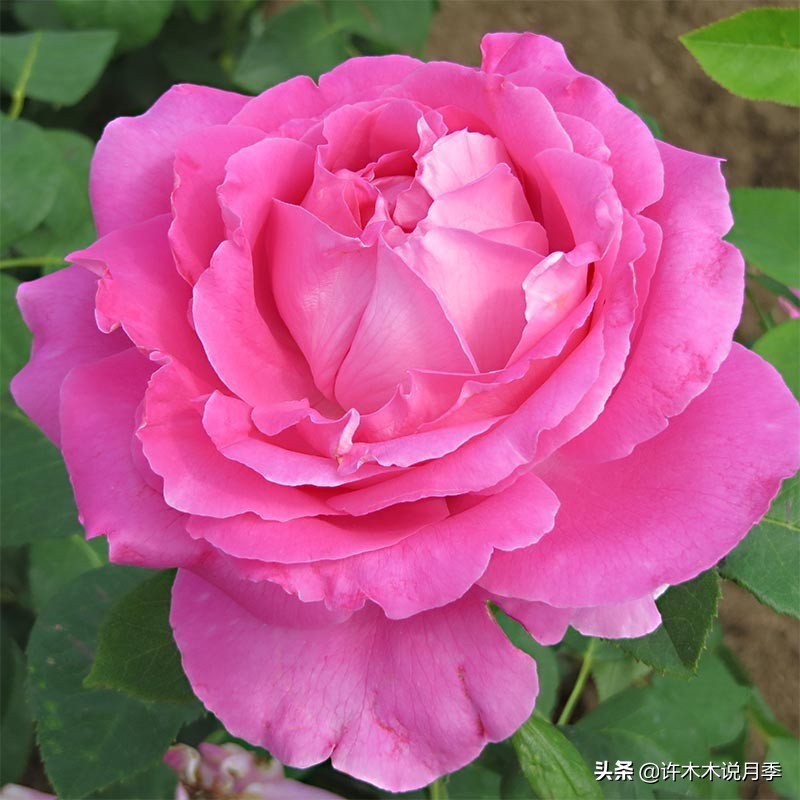 20款大花浓香的月季,好看好养四季开花的月季