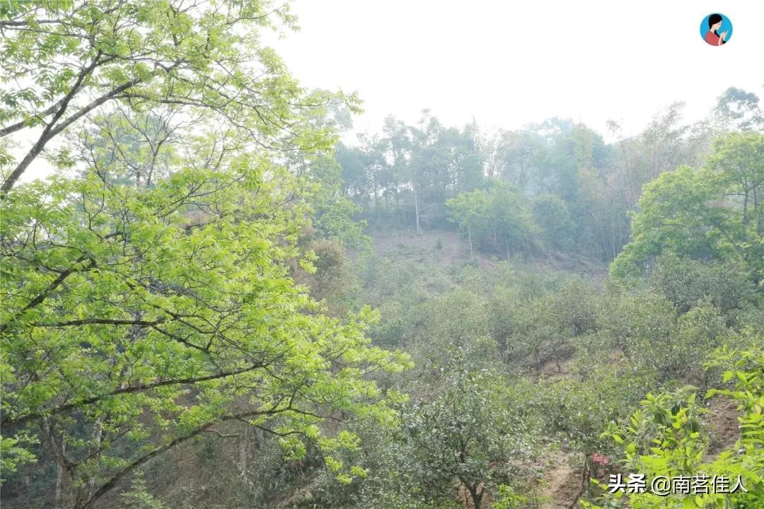 冰岛五寨糯五价格,冰岛五寨谁最有性价比