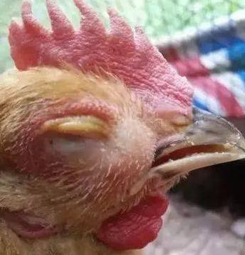 肿头肿脸的病因，找到原因就是解决问题的关键