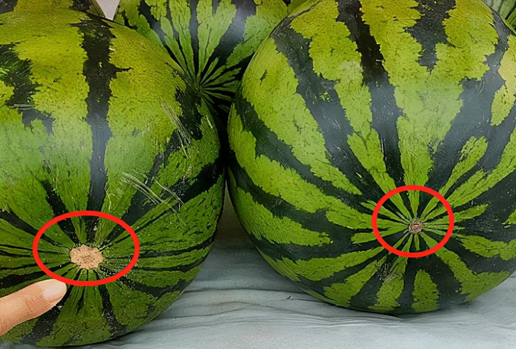 买西瓜认准这四点保证香甜多汁,买西瓜怎么挑选好瓜