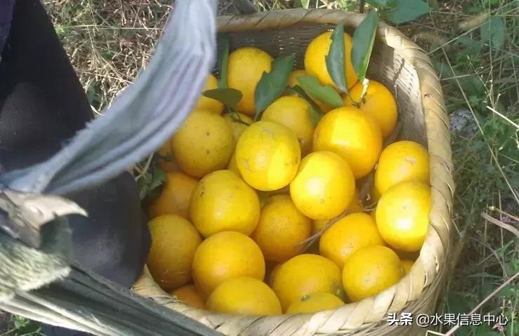 中国水果大全,中国水果大全图片和名字