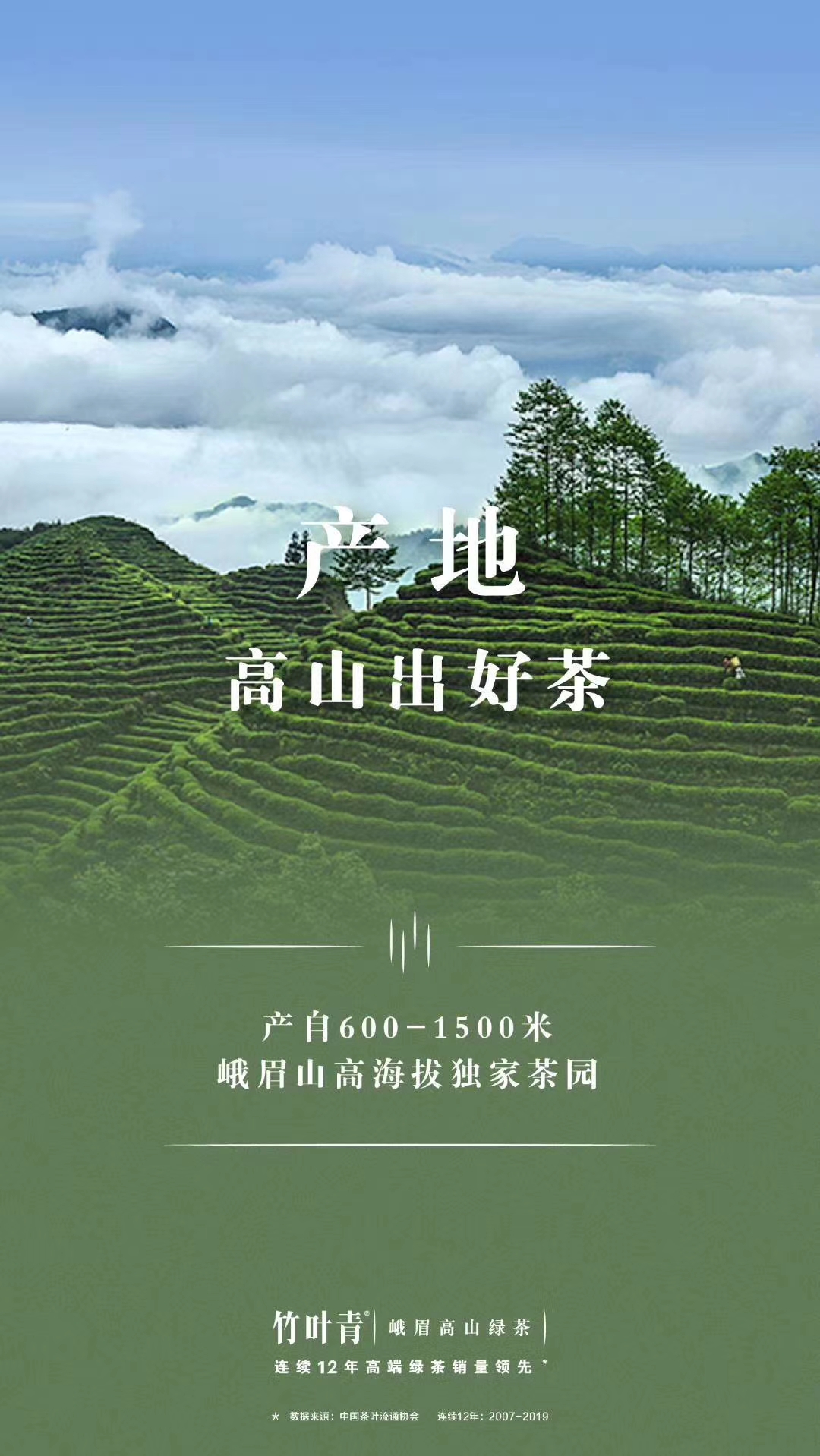 我与汾酒的故事原版,我和绿茶的故事讲述