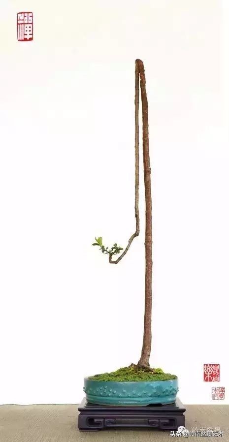 素仁格与文人树，你怎么看？