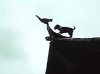 笑掉大牙的图片gif,表情包动态gif笑掉大牙