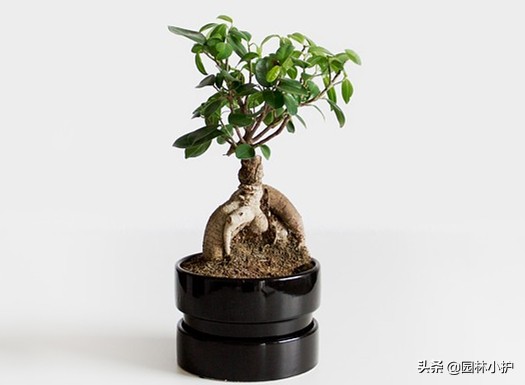 什么样的树桩适合做盆景,一般什么树桩可以做盆景