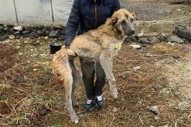 繁殖犬的一生悲惨,一只繁殖犬一辈子能繁殖几窝