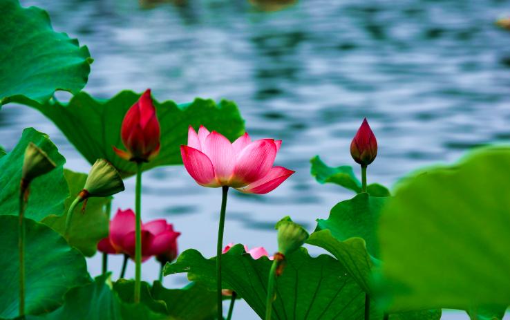 杨万里最经典的荷花一首诗,杨万里写的关于荷花的诗有哪些呢