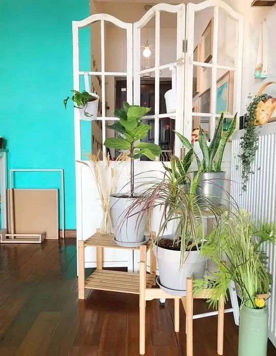 花突然蔫了？你家装修污染可能出问题了！