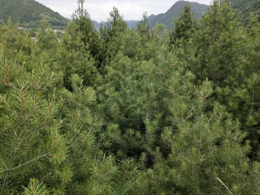 碧桂园扶贫行记崇礼视频,碧桂园扶贫工作日记