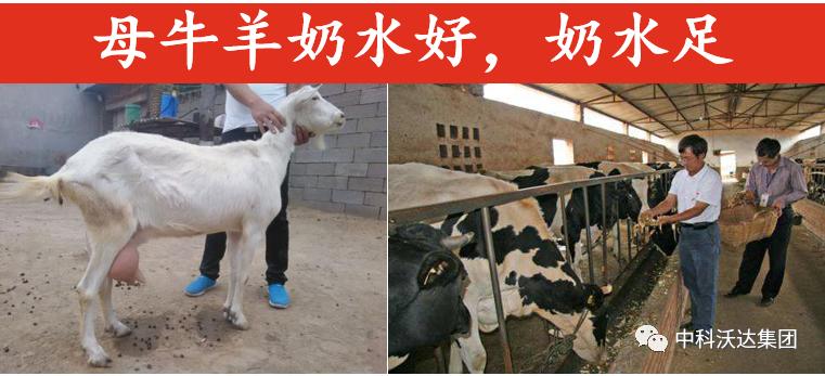 益力健枯草芽孢杆菌,益力健牛羊专用中成药