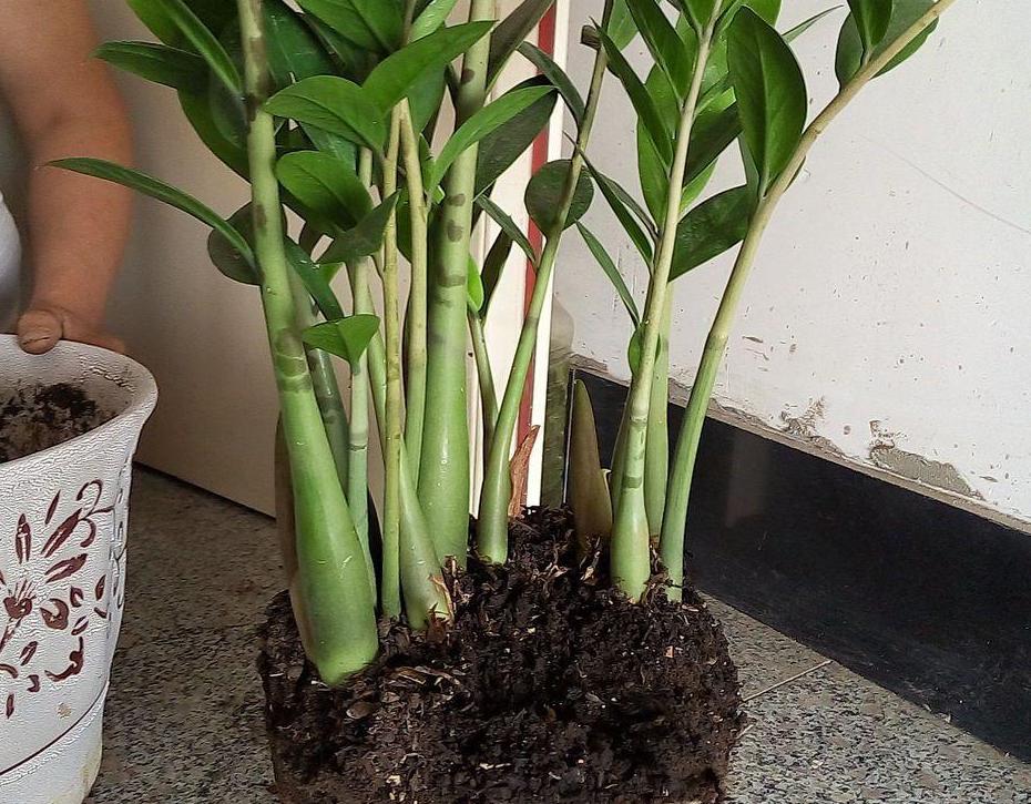 金钱树越长越旺盛怎么养护,金钱树如何养护才能长得旺盛