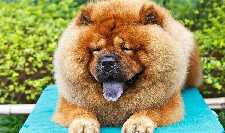 狗狗长小疙瘩,狗狗长皮肤病还会长出新毛吗