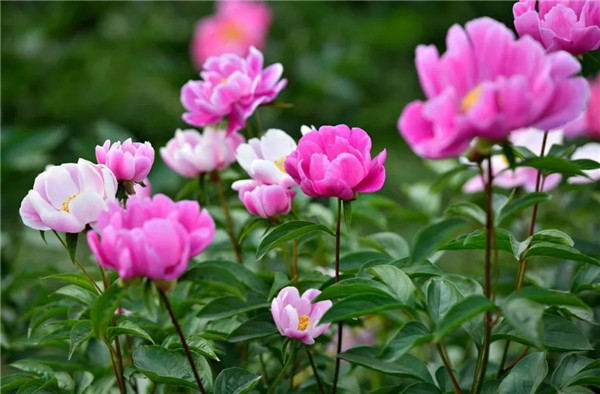集凤镇芍药花节,彭山芍药花节