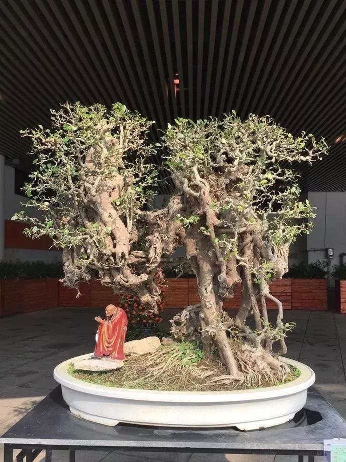 最值得收藏的六种盆景树种是哪些,西北盆景树种100种