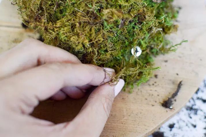 置爱｜植物1.0是种在盆儿里的，植物2.0都趴在墙上的