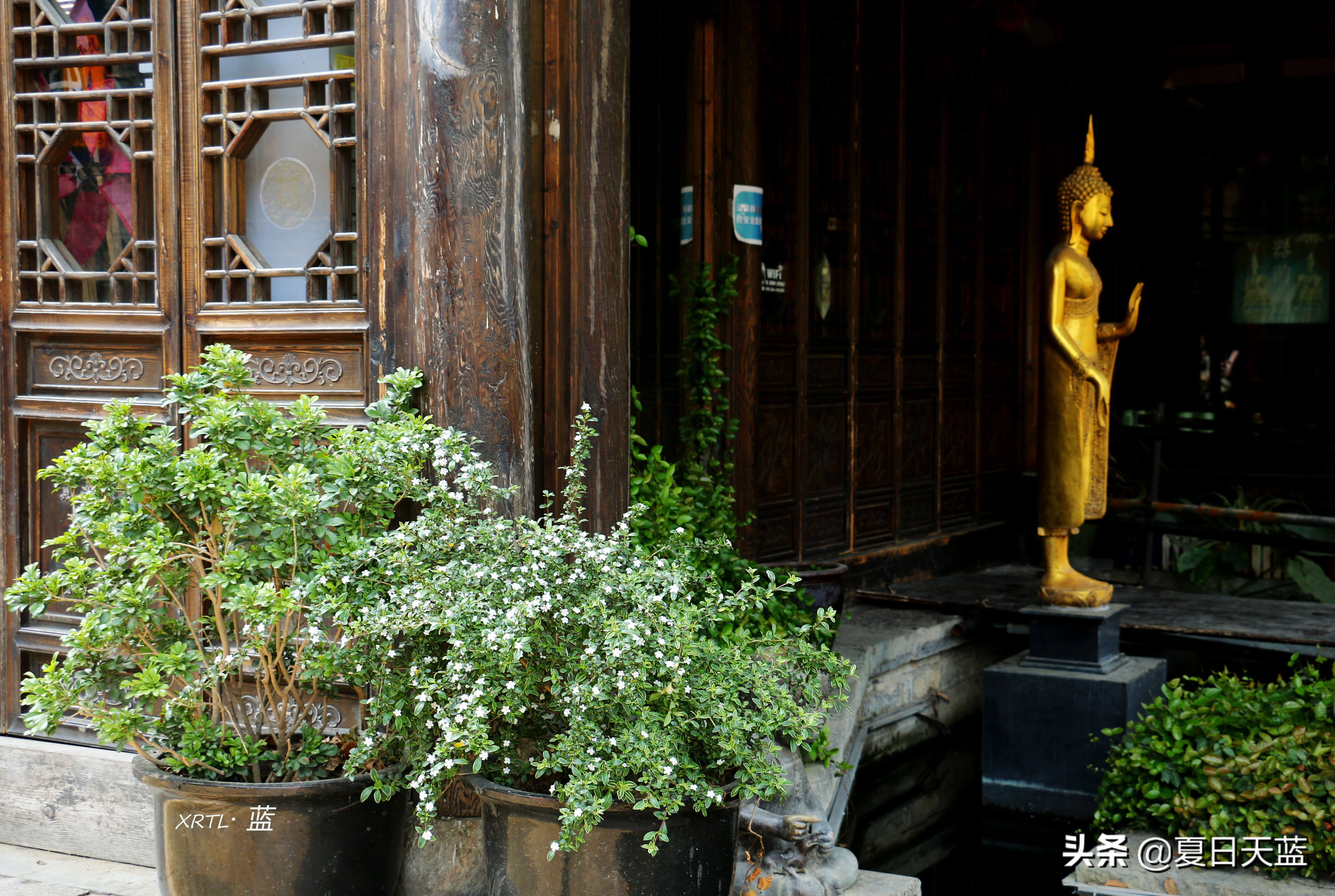 老门东蔷薇高清图片,老门东蔷薇花人像