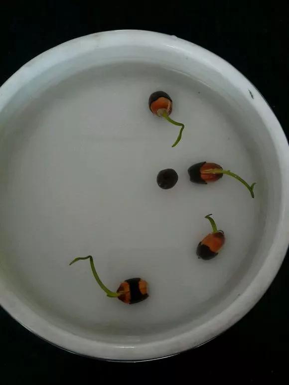 夏季这样养碗莲,碗莲怎么养才能开五颜六色的花