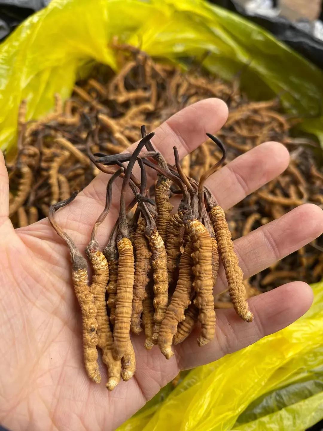 冬虫夏草一克几根虫草,冬虫夏草煲鸡一只鸡放几根虫草