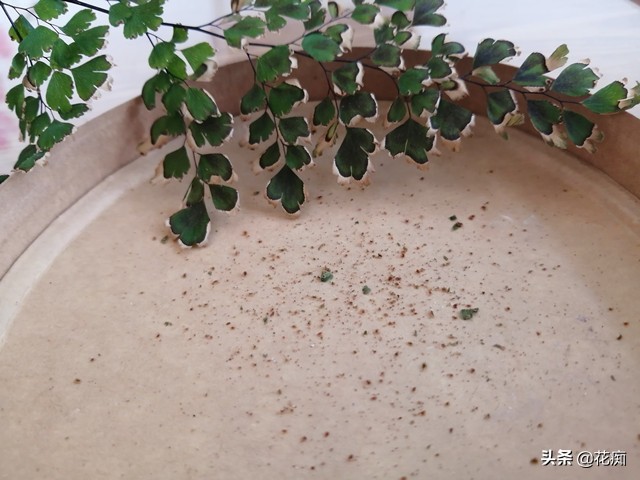 上水石上用什么土栽培绿植,适合种在上水石上的绿植