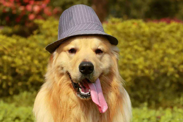 金毛脾气为什么那么好,金毛脾气好吗咬人吗