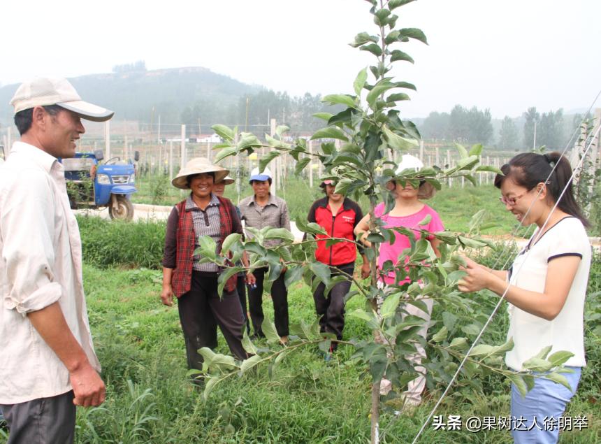 苹果丰产管理新技术,苹果幼树早丰产技术视频