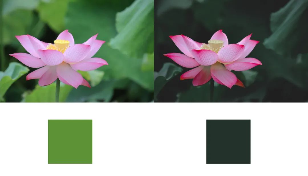 航拍荷花调色技巧图解大全,超简单国画入门教学荷花调色