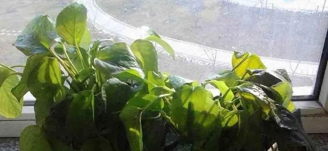 为什么地摊卖绿植,摆地摊卖绿植怎么样