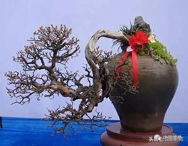 雀梅盆景艺术鉴赏图片,红芽雀梅盆景冬天怎么养护