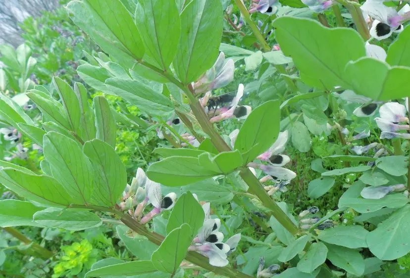 硬生生地在蚕虫壳中活了六年