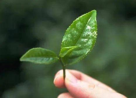 绿茶茶树种植技术,抹茶茶园管理技术