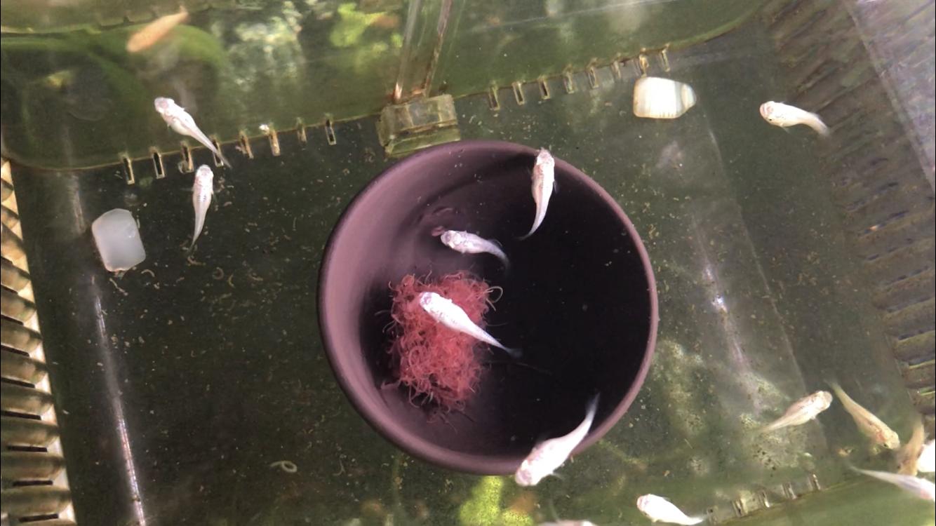 鱼儿吃红线虫长得快,鱼儿体内红线虫要怎么杀死