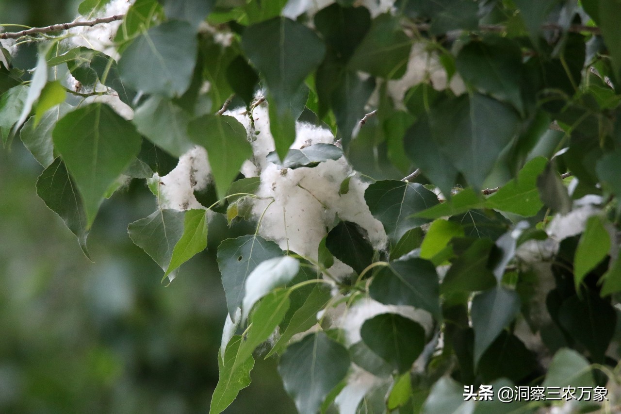 大杨树最怕什么农药,杨树预防病虫害用什么药