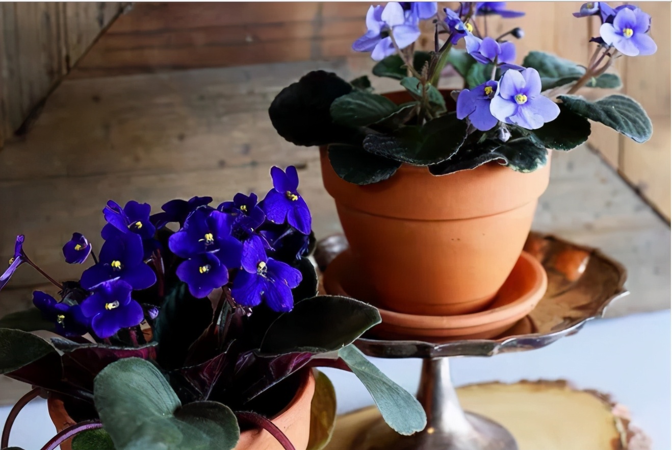 人养花一时养人一生,人养花同时花也养人