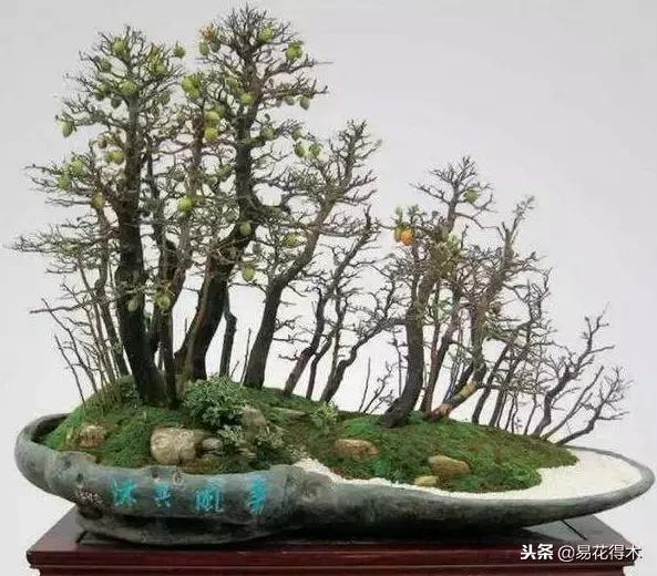 丛林式精品盆景欣赏,丛林盆景浅盆