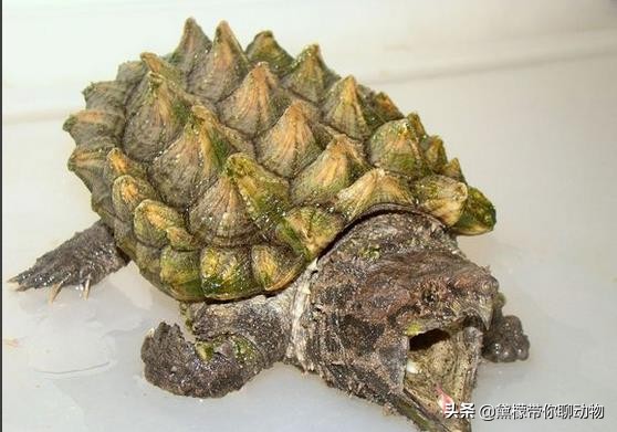 大鳄龟塌背翘甲怎么办,大鳄龟塌背是啥样的