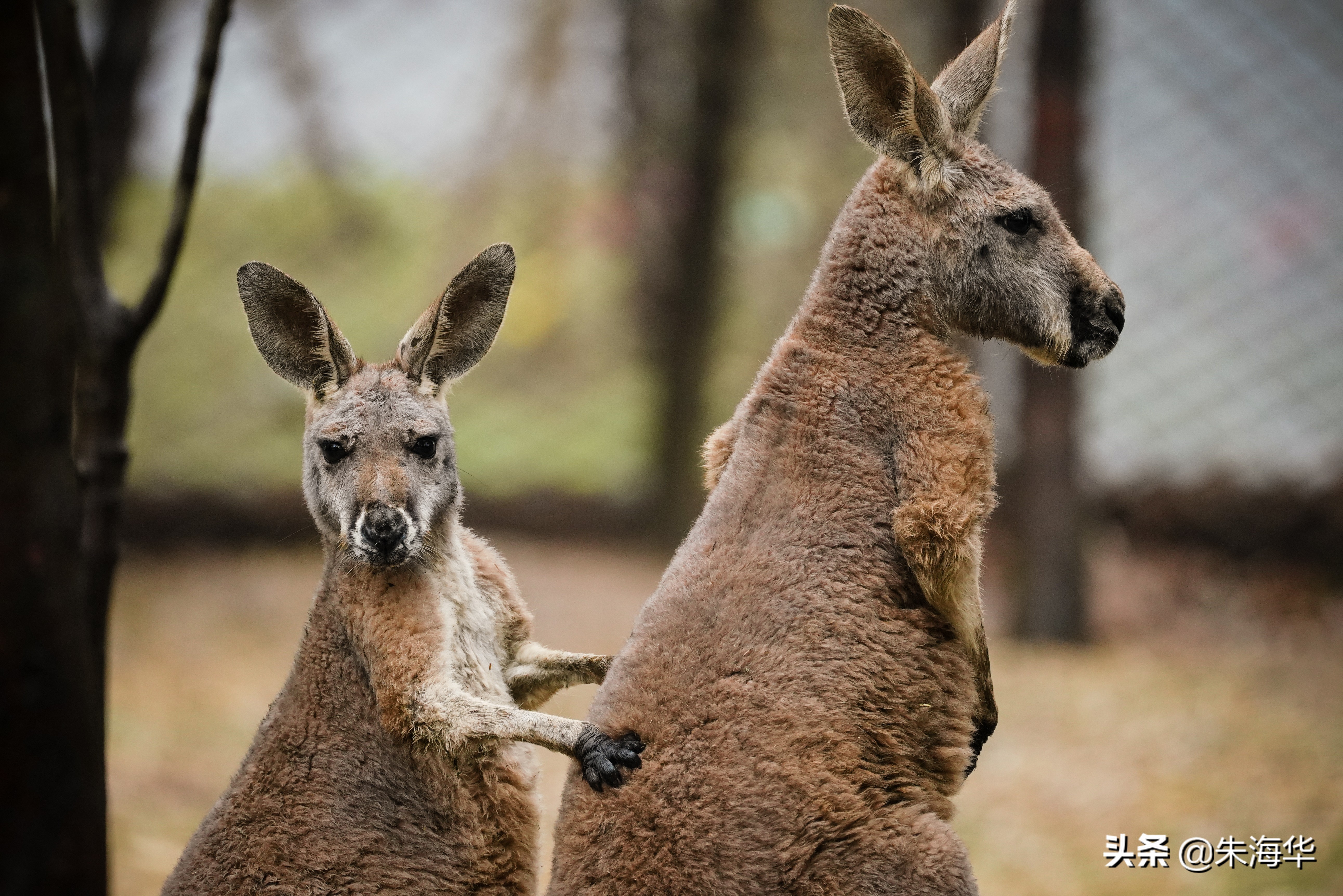 镜头记录：“它们”和我们