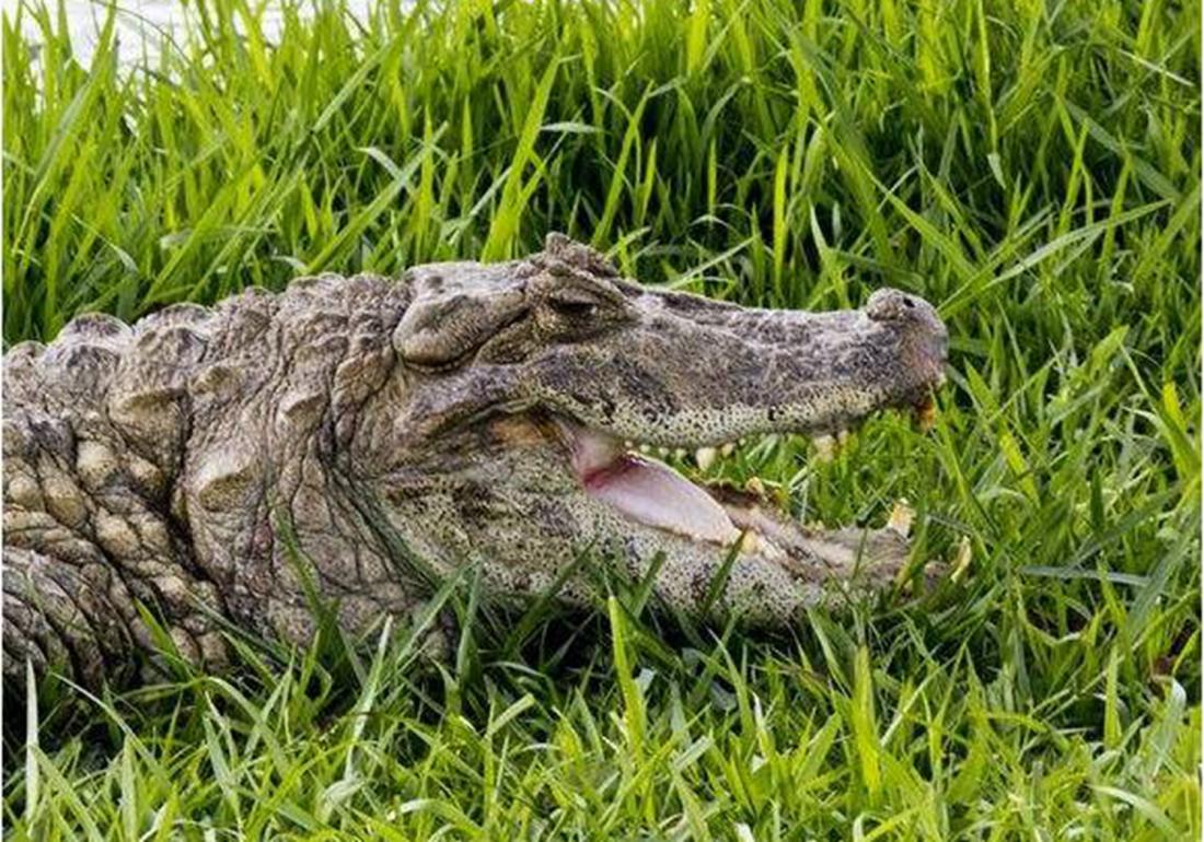 鳄类养殖之防治篇，应对卵黄囊疾病，不得不知的这些知识